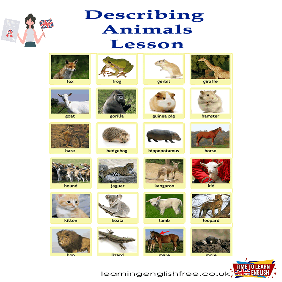 An educational guide on describing various animals in English, complete with practical examples for effective sentence construction.