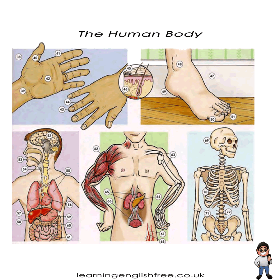 Detailed human anatomy chart with labels for each body part mentioned, useful for English language learners.